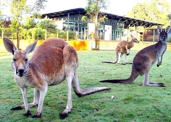 カバシャムワイルドライフパークのカンガルー