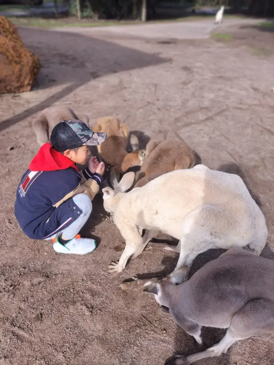 カバシャムワイルドライフパーク動物ふれあい（子ども＋カンガルー）