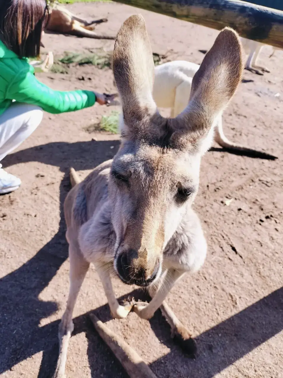 カバシャムワイルドライフパークカンガルーアップ
