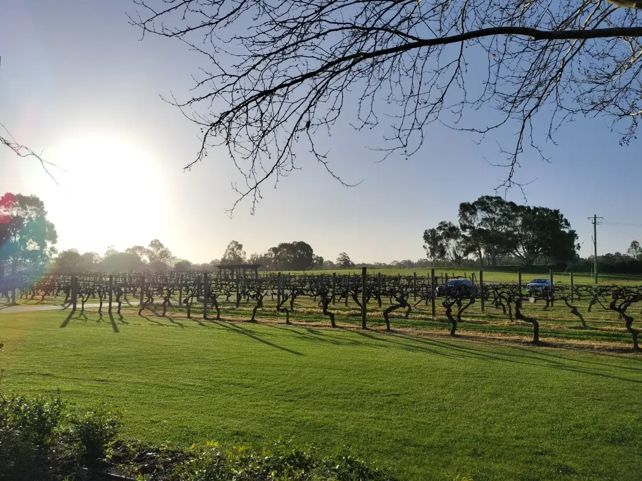 カバシャムワイルドライフパークブドウ畑風景