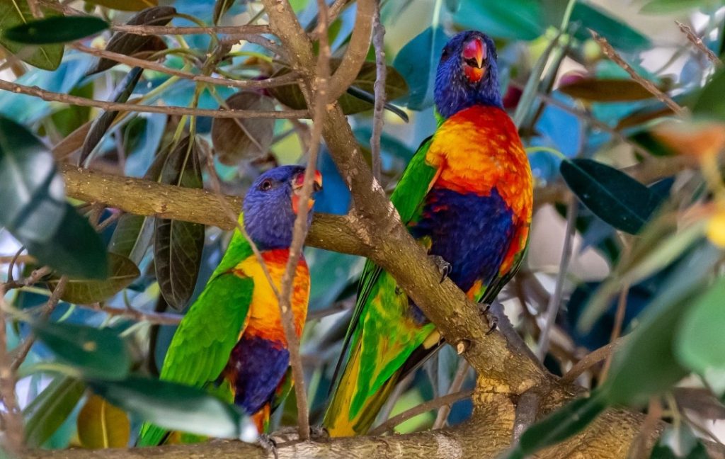 パースで見られるカラフルなインコが木にとまっている様子